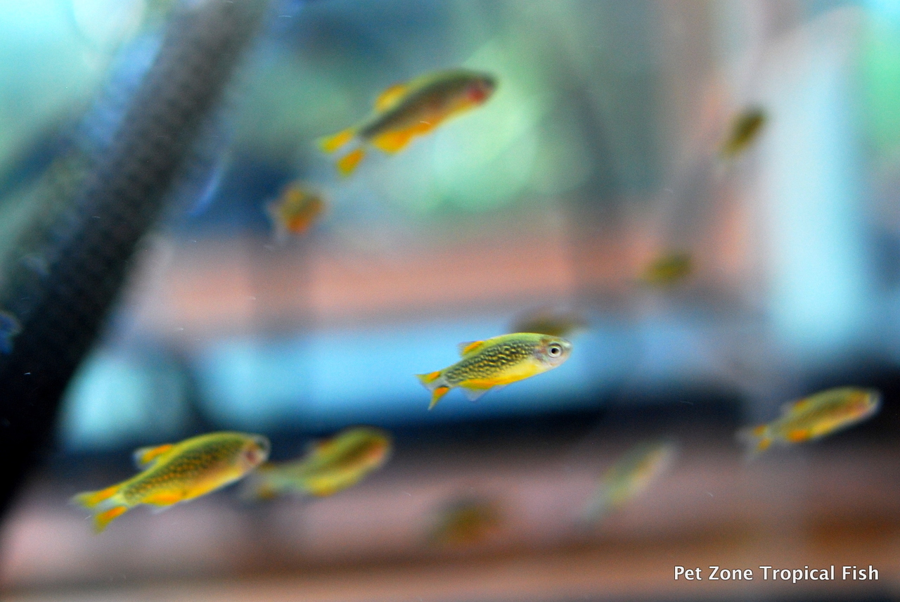 Celestial Pearl Danio / Galaxy Rasbora