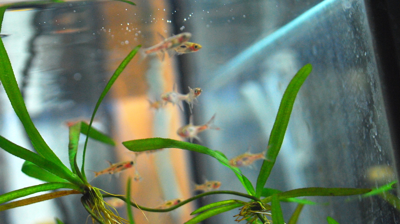 Chili Rasbora