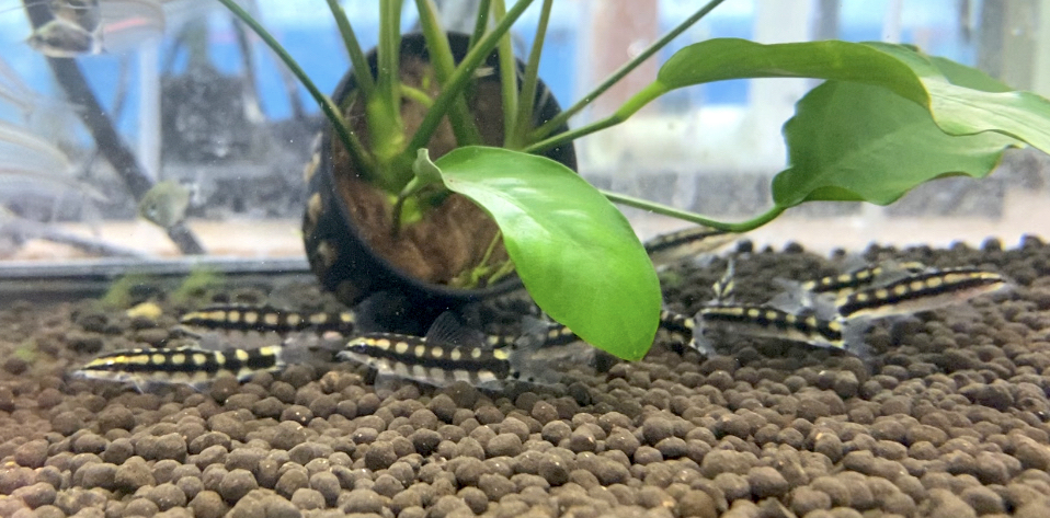 Dwarf Chain Loach - Ambastaia sidthimunki