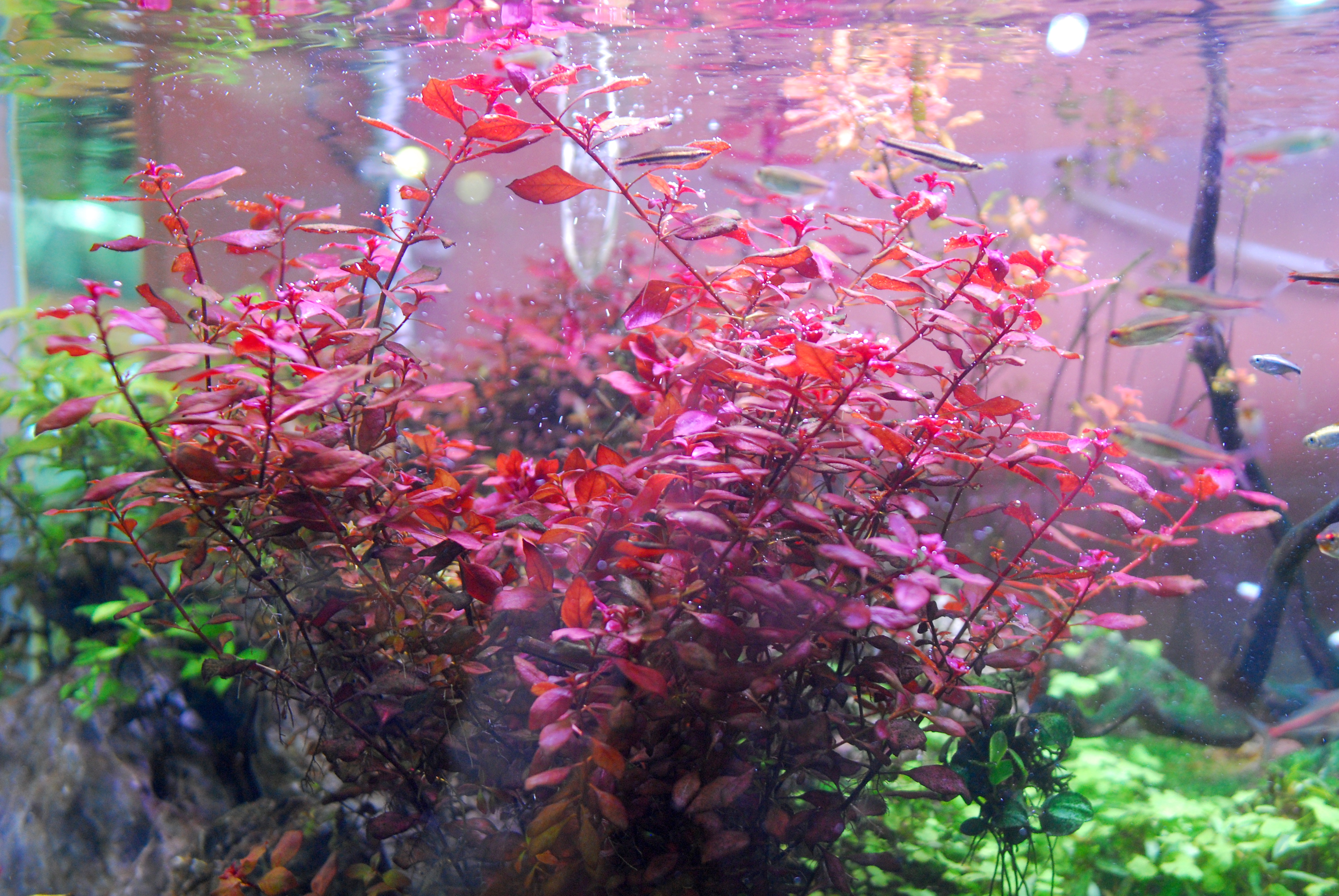 Super Red Natans Ludwigia in our UNS 120U Rimless Planted Tank