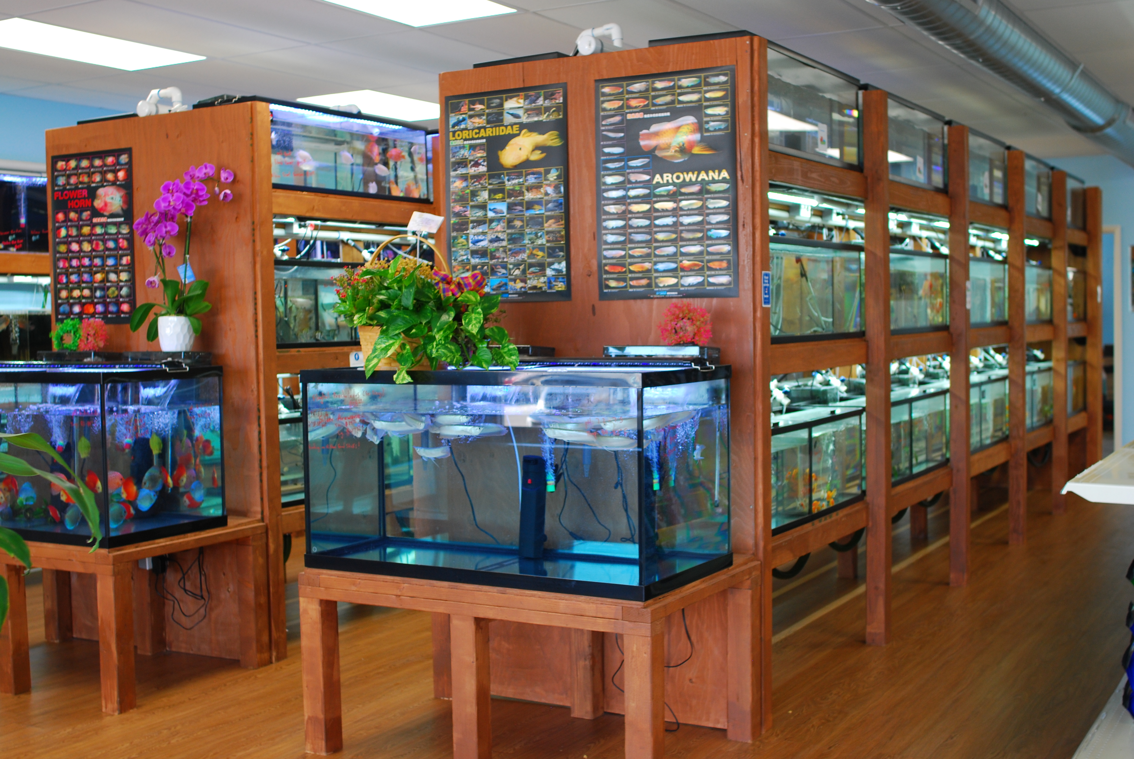 Pet Zone Tropical Fish aquariums