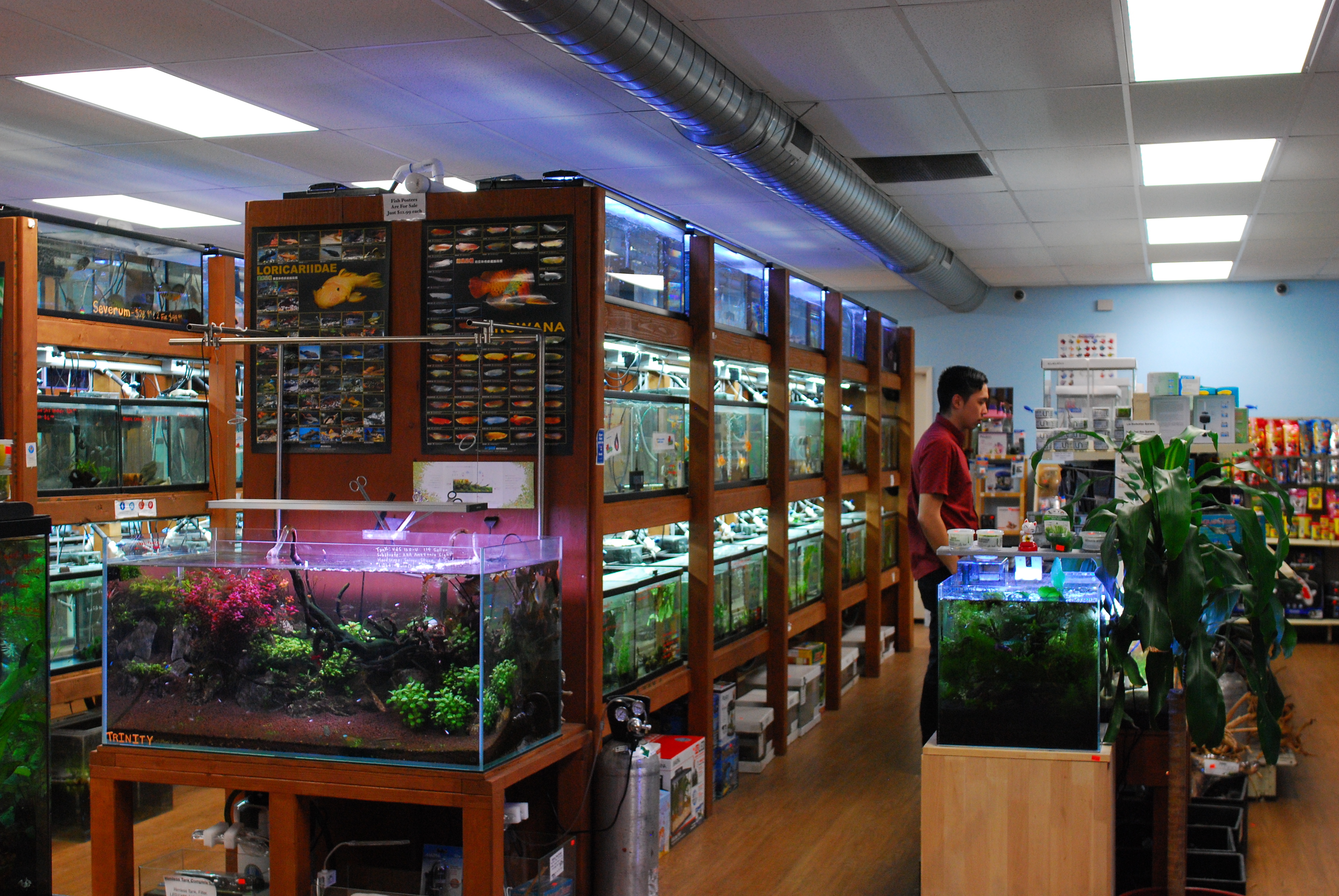 Pet Zone Convoy/Kearny Mesa is the go-to LFS for aquatic plants and freshwater tropical fish!