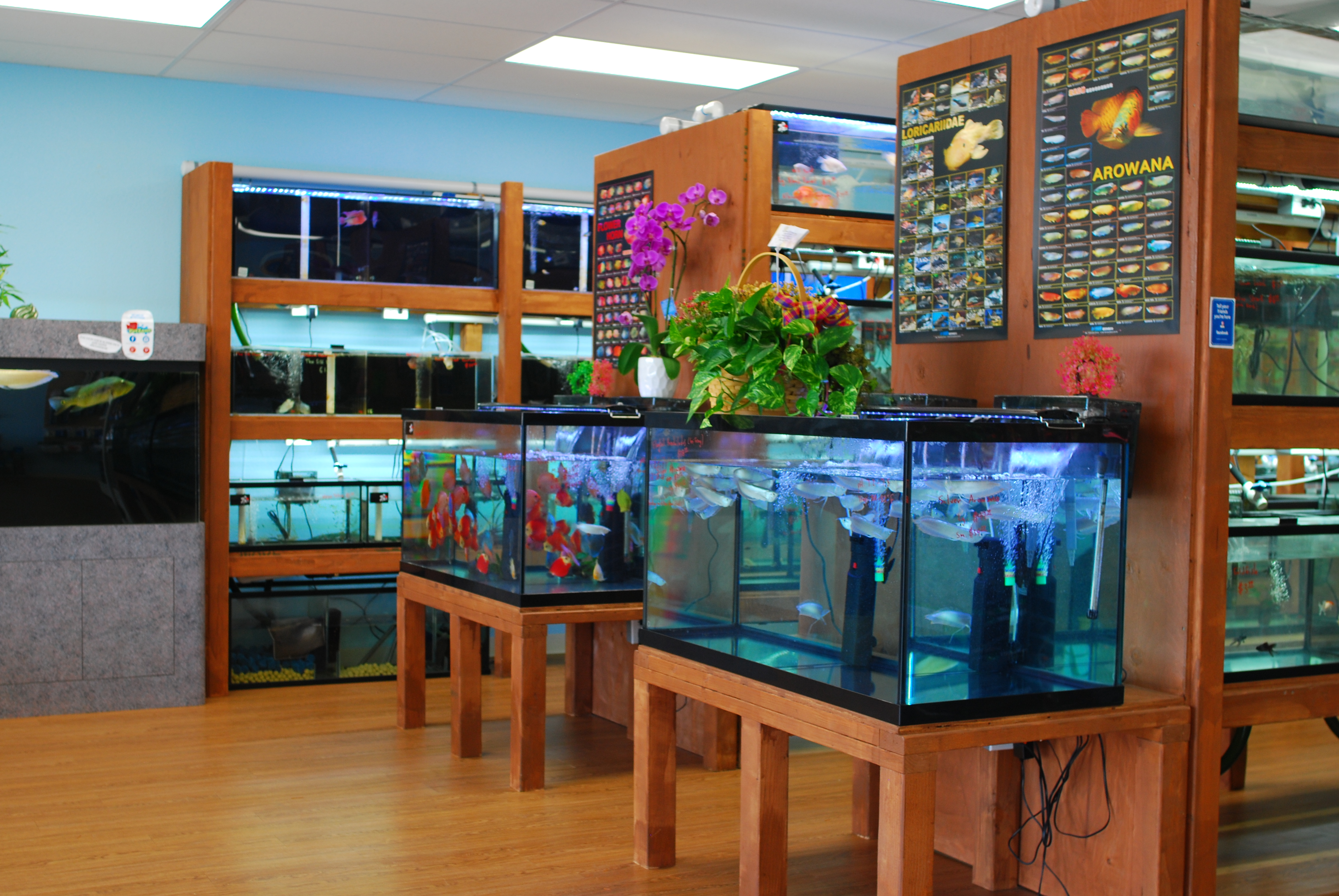 Kearny Mesa/Convoy Pet Zone Tropical Fish interior