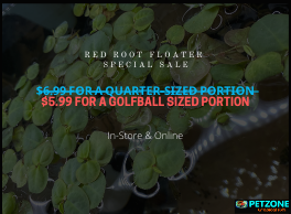 Red Root Floater Plant
