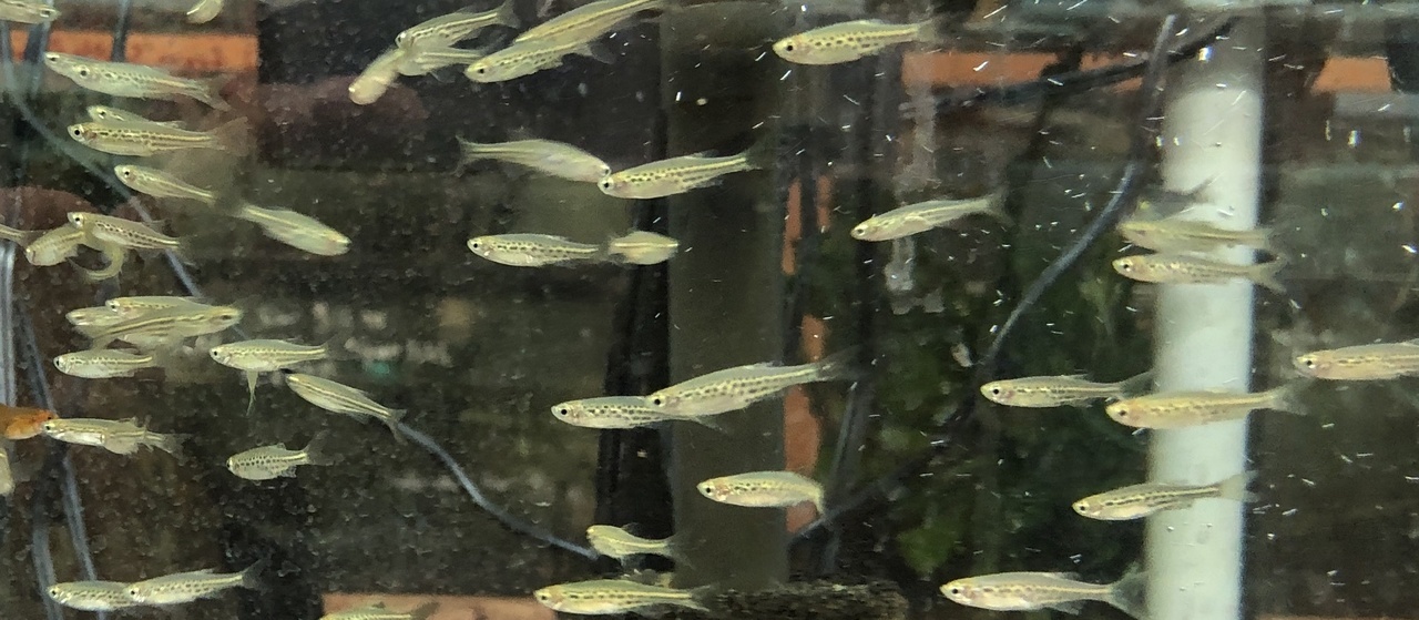 Gold Ring Danio