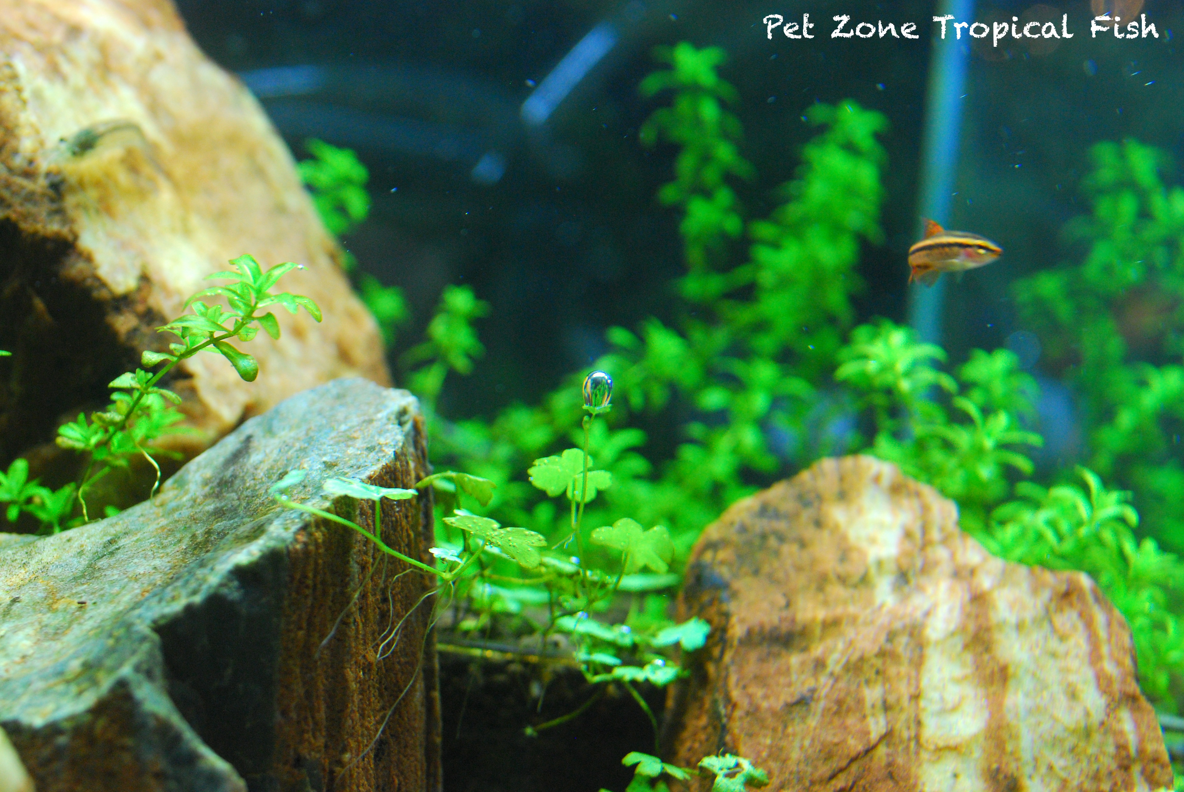 ADA 30C Rimless tank with Tripartita, Pearlweed & Redwood Stones