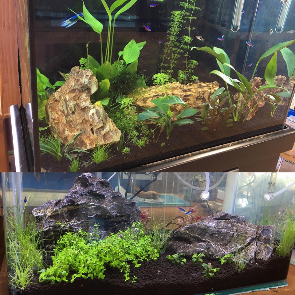 San Diego Aquascaping Event