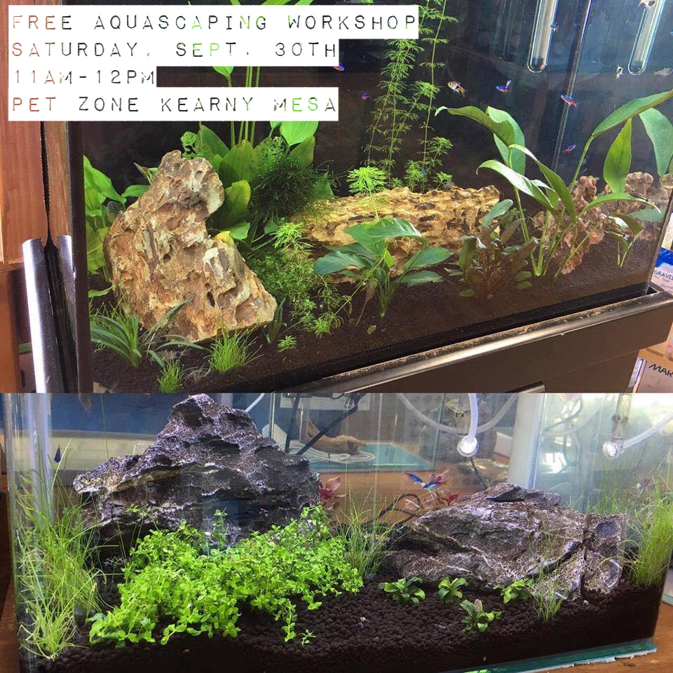 Free Aquascaping Workshop at Pet Zone Tropical Fish in San Diego - Kearny Mesa