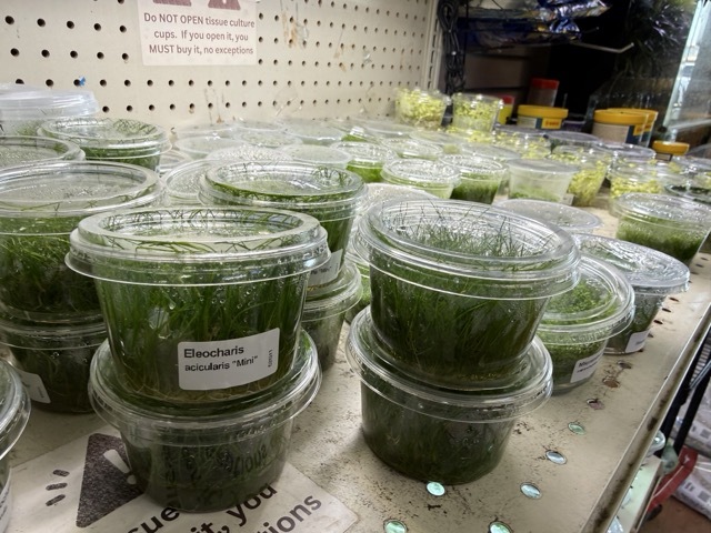 tissue culture aquatic plants pet zone sd