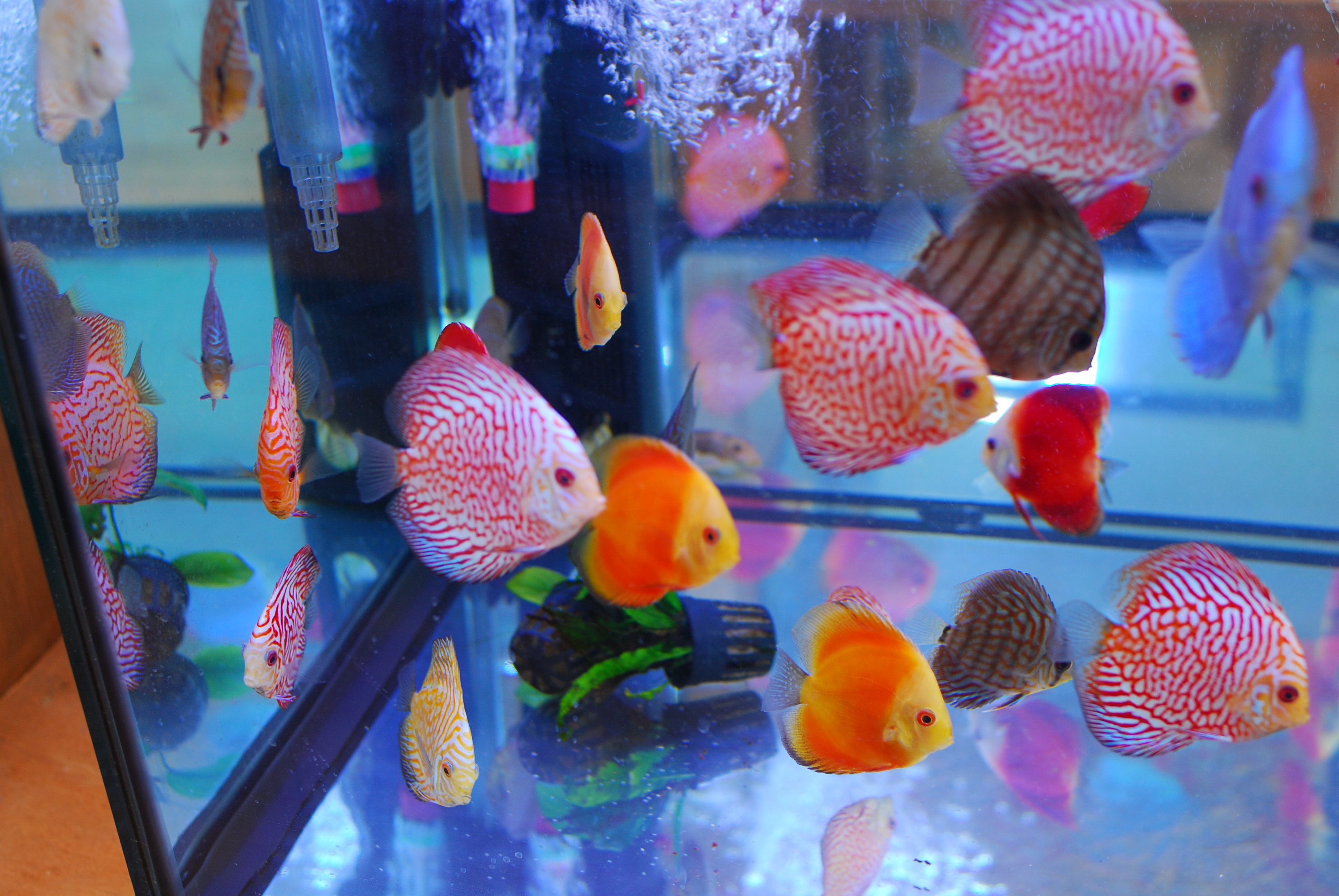 Beautiful Discus At Pet Zone Tropical Fish