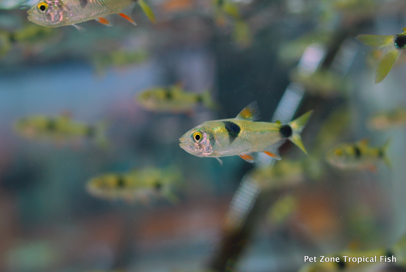 Bucktooth Tetra - Exodon paradoxus