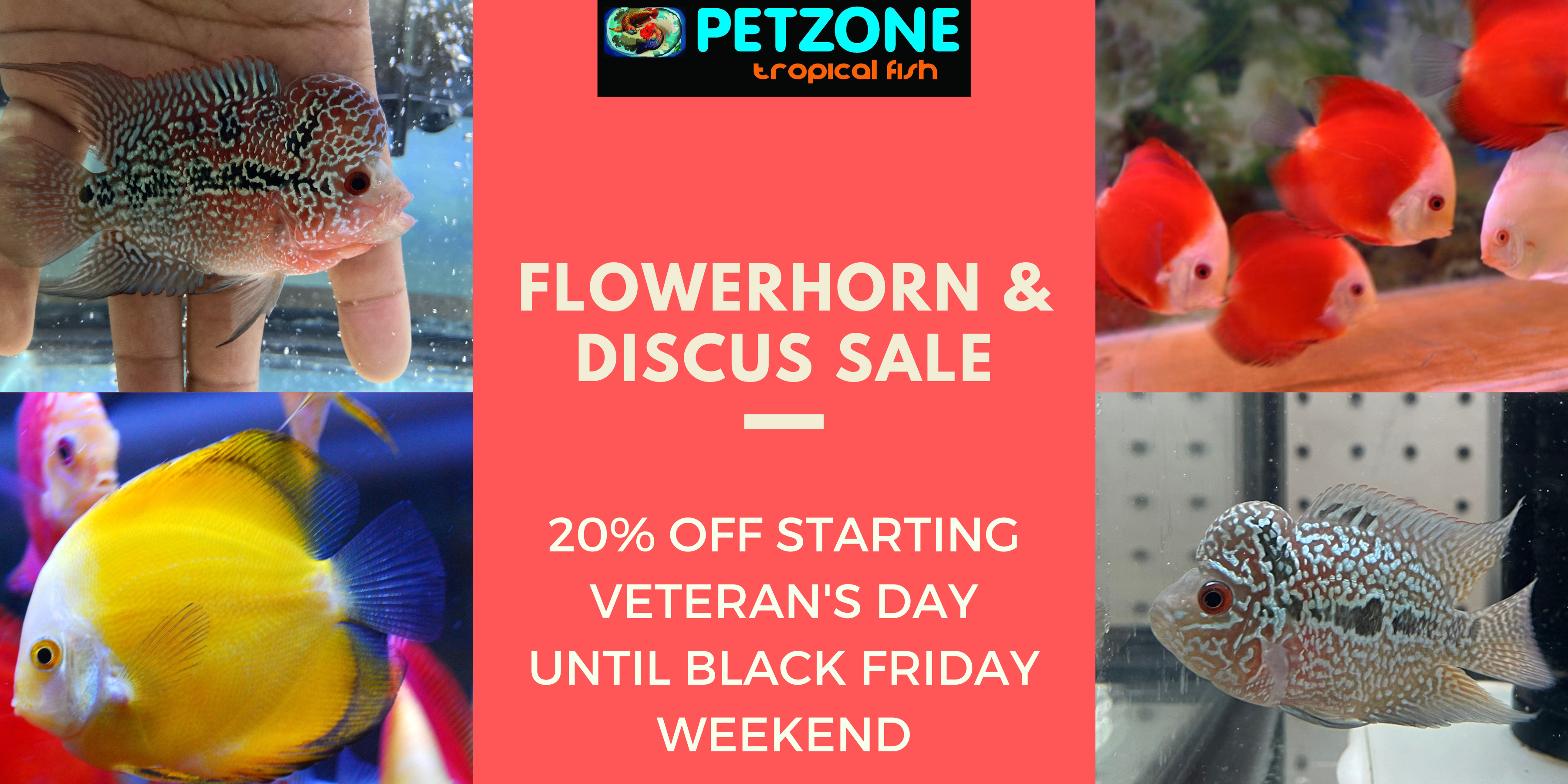 https://www.petzonesd.com/product_images/uploaded_images/flowerhorn-and-discus-sale-pet-zone-sd.png