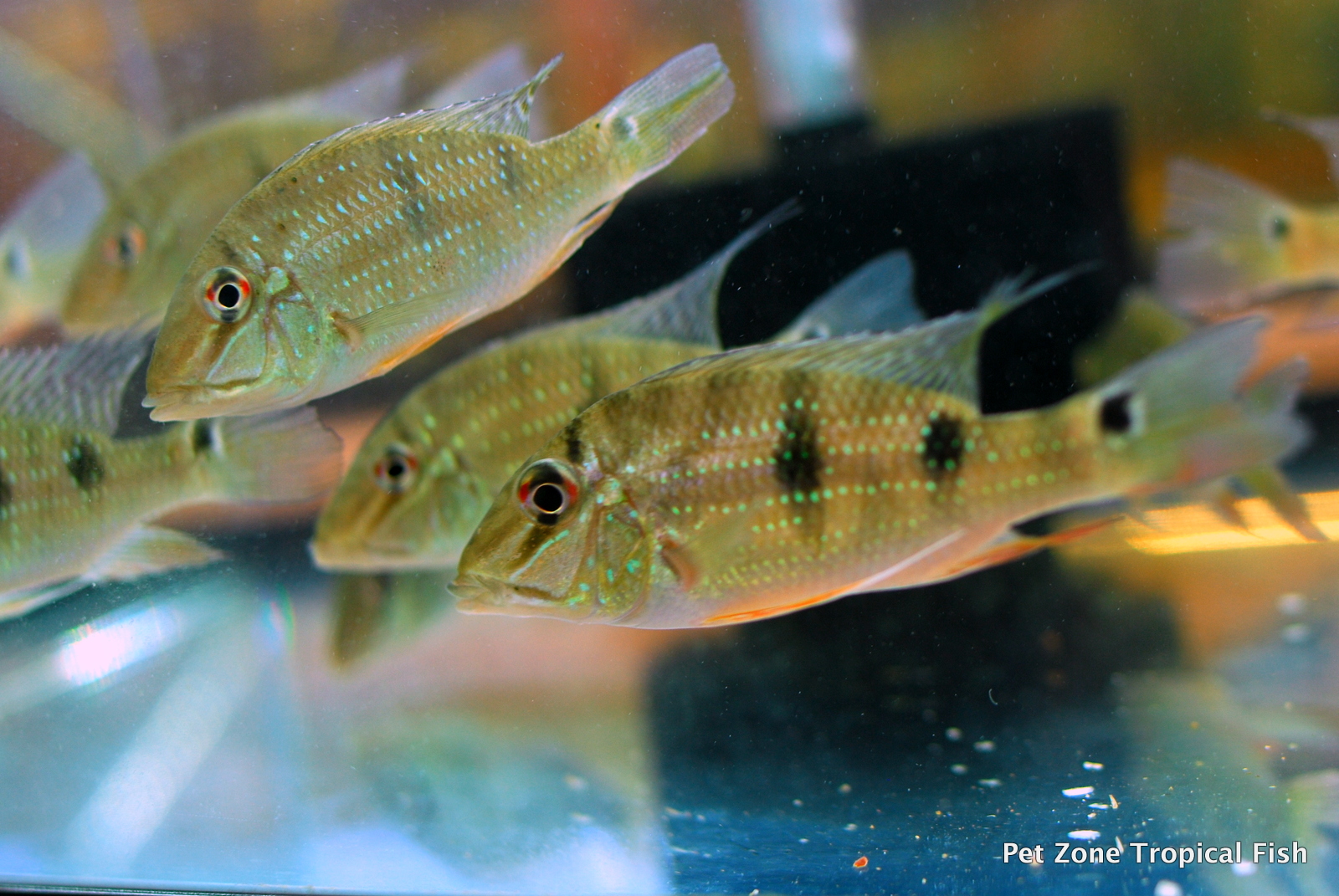 Geophagus Daemon (Threespot Eartheater)