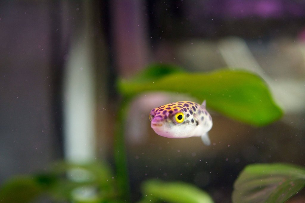 green spotted puffer begging for food with it's "puppy face"