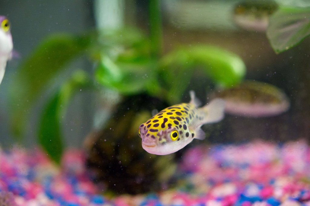 one of our Green Spotted Puffers greeting us!
