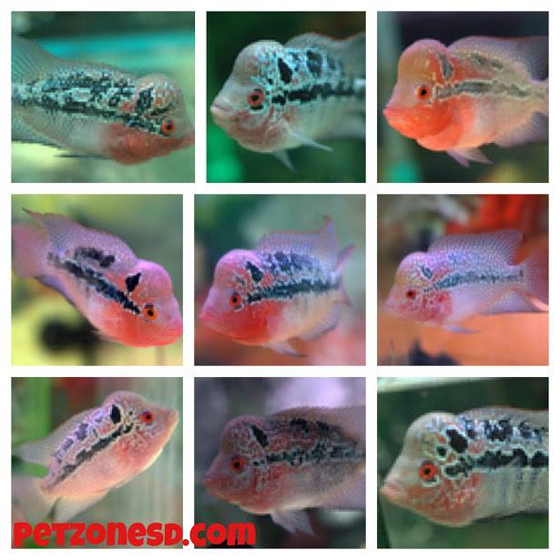 New Gen SRD Flowerhorns (Red Pearl Super Red Dragon Flowerhorn)