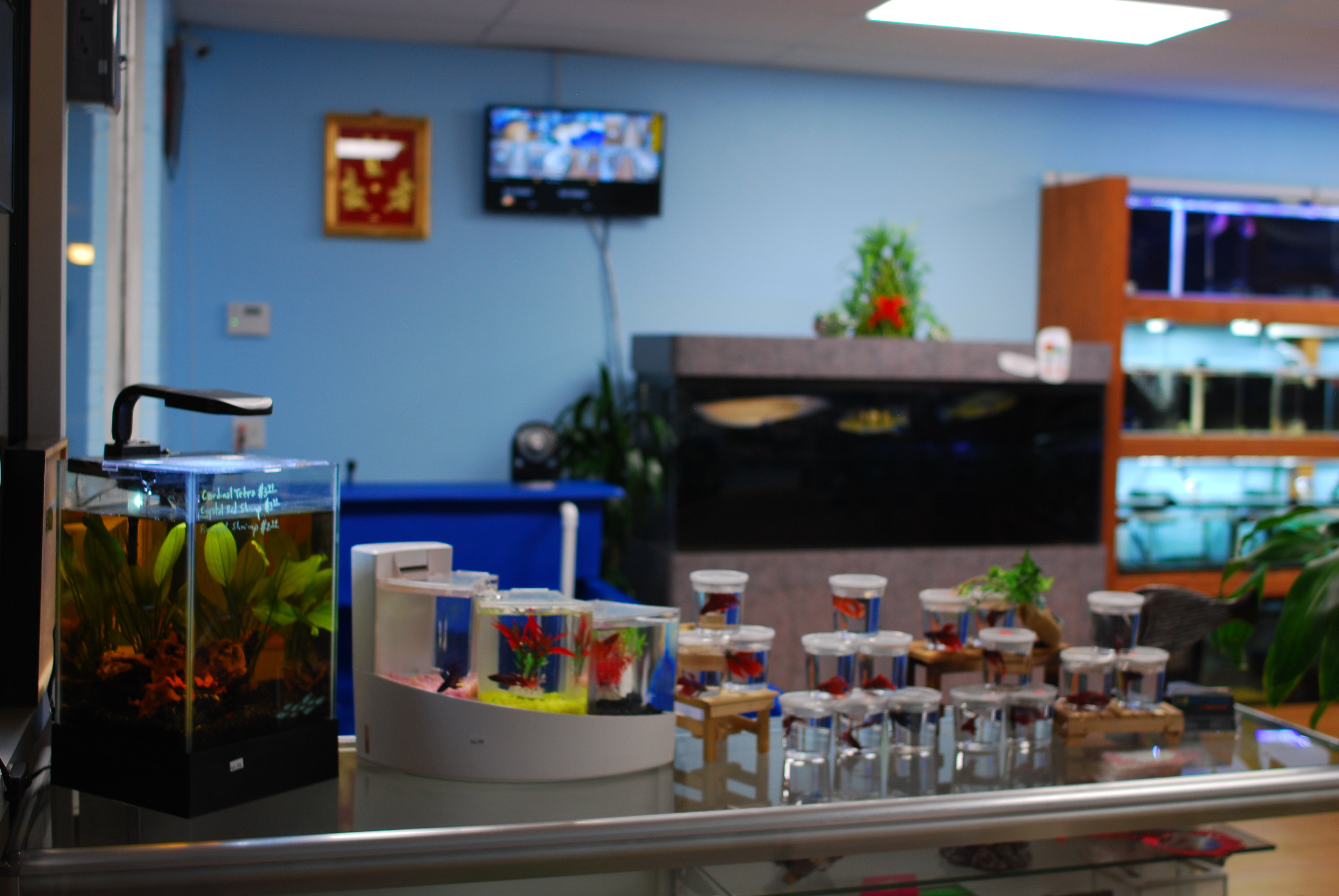 interior of Pet Zone Tropical Fish Kearny Mesa