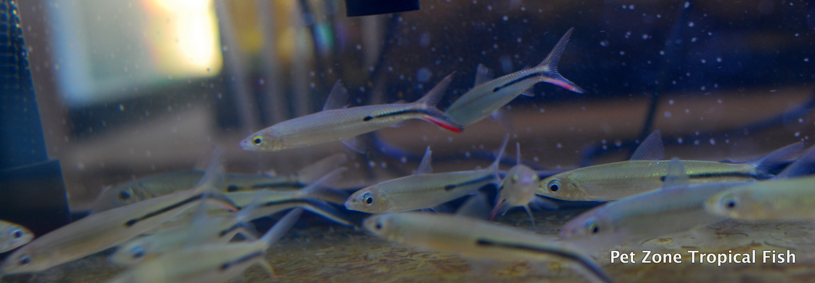 Red-Tail Hemiodus Tetra (Red Tail Hemi / Slender Hemi)