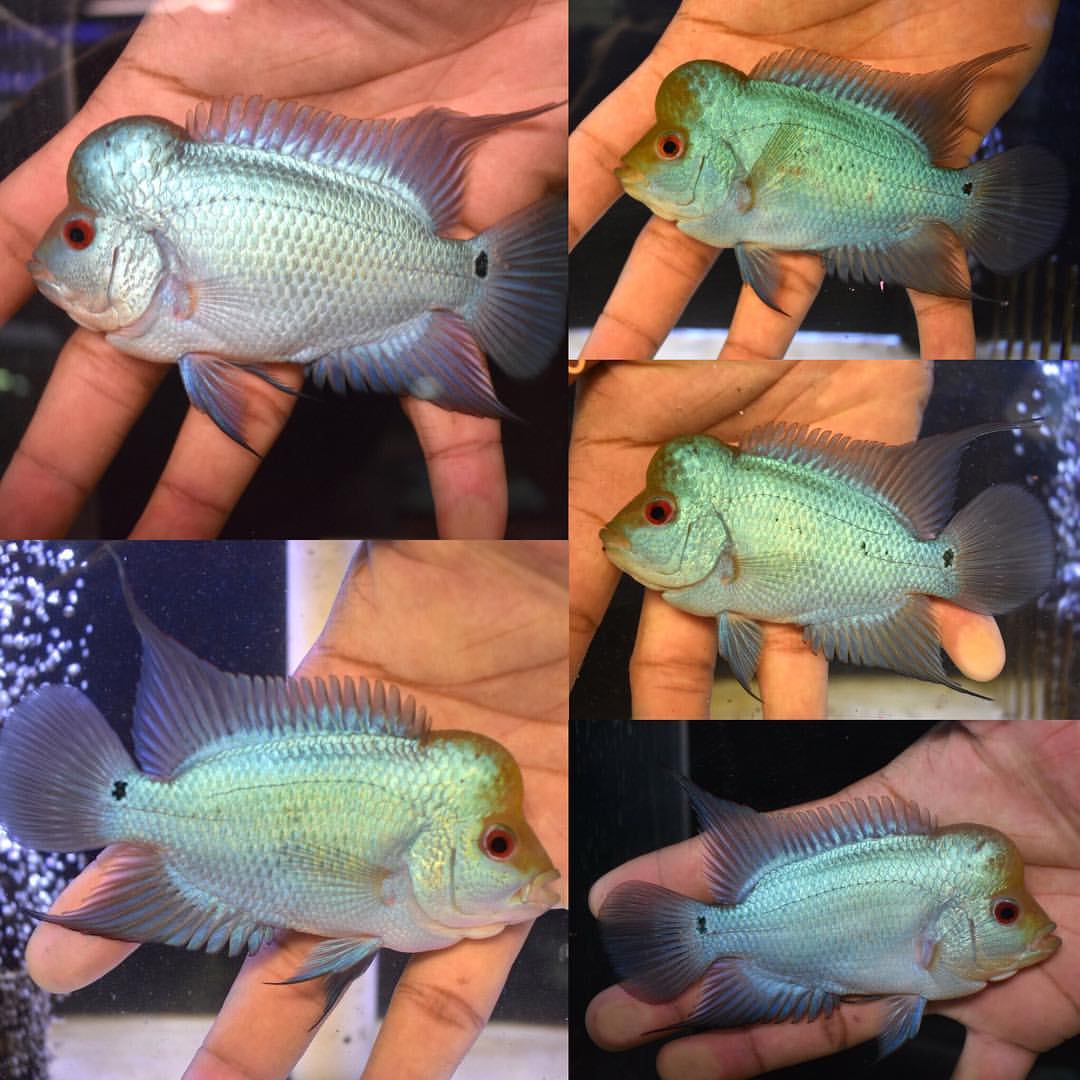 Thai Silk Flowerhorn