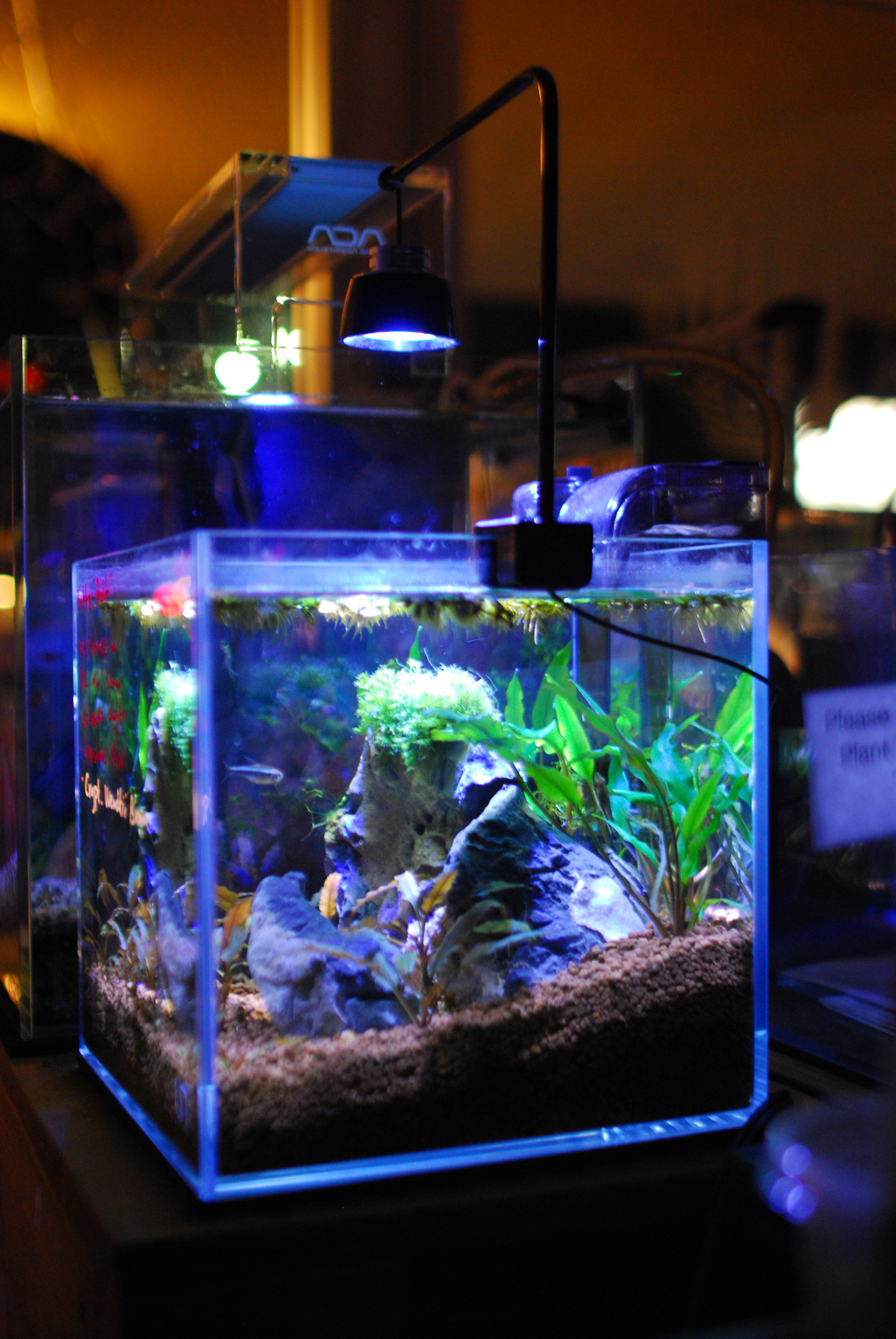 UNS 20C Rimless Tank - Low-Tech Plants with ADA Aquasoil & Crypto plants