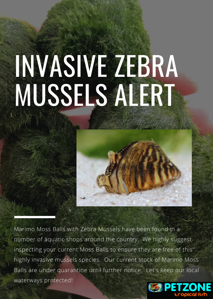 Invasive, destructive zebra mussels detected in NC moss balls